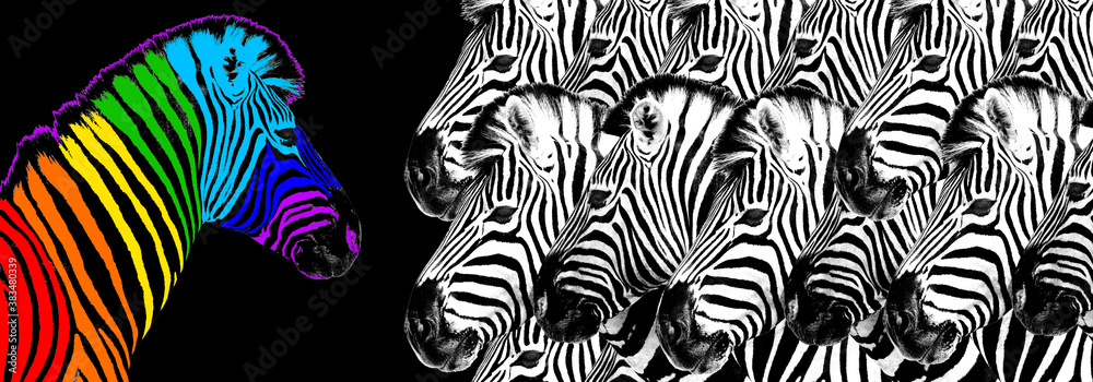Εκτύπωση καμβά Usual & rainbow color zebra black background isolated, individuality concept, st