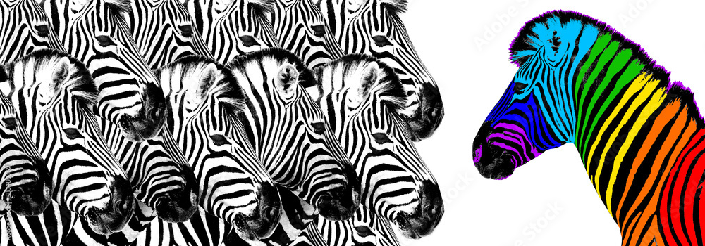 Εκτύπωση καμβά Usual & rainbow color zebra white background isolated, individuality concept, st