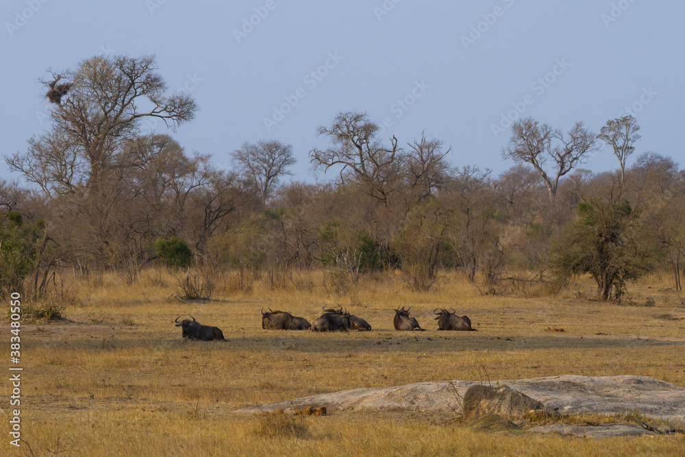 Herd of blue wildebeest or gnu (Onnochaetes taurinus) relaxing in the bush in Kruger National Park, South Africa