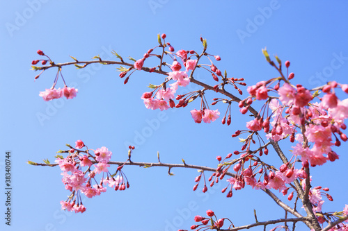 シダレザクラと青空