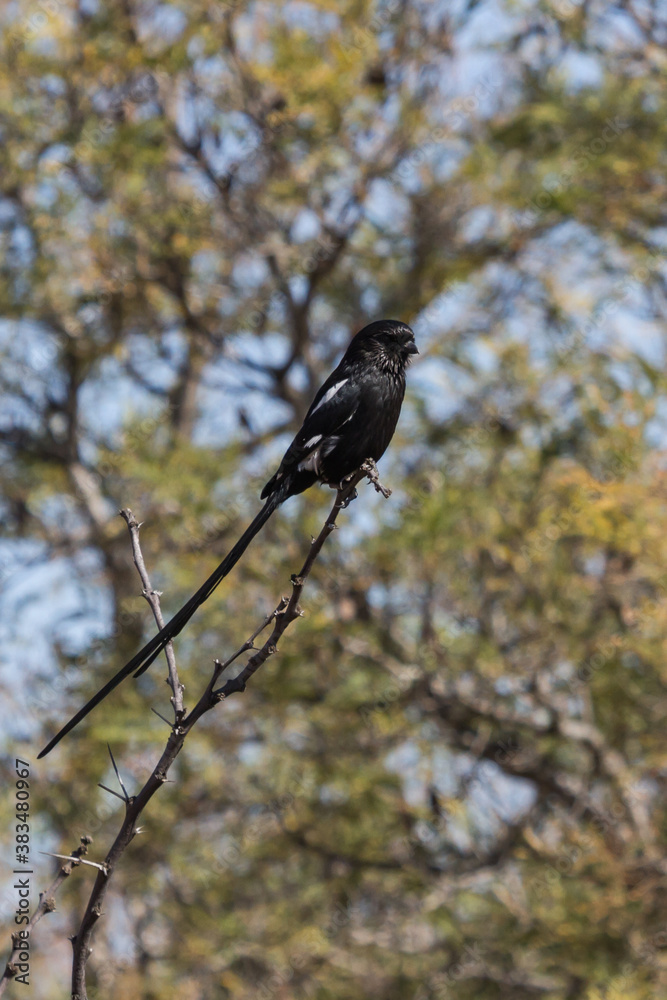 Magpie shrike (Urolestes melanoleucus) or the African long-tailed shrike perched on a tree branch in South Africa with bokeh background Magpie shrike (Urolestes melanoleucus) or the African long-tailed shrike perched on a tree branch in South Africa with bokeh background