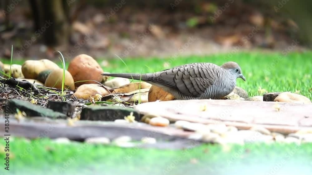 Zebra dove .
Close up of mature dove with blue face eating whole grains on ground floor in backyard,hd slow motion. Zebra dove .
Close up of mature dove with blue face eating whole grains on ground floor in backyard,hd slow motion.