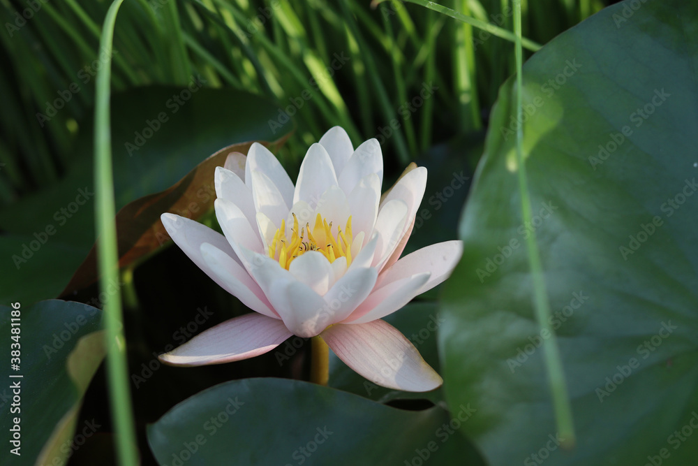 image of beautiful lotuses in the morning sun image of beautiful lotuses in the morning sun