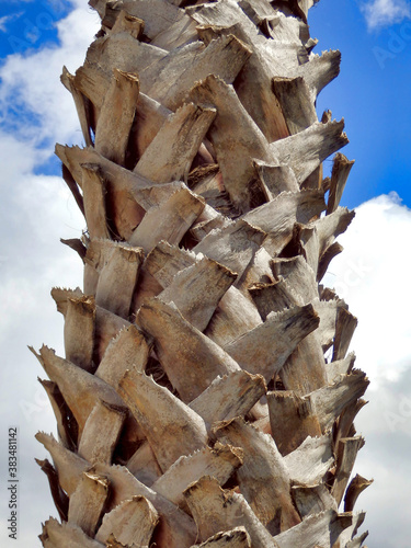 Latticework trunk of a Shaggy Palm Tree