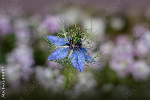 Schwarzkümmelblüte in einem Blumenfeld