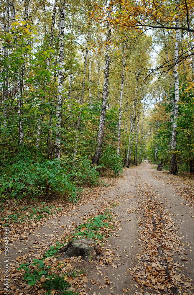 Fototapeta premium Road to autumn park forest background