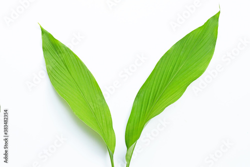 Green leaves of turmeric on white background.