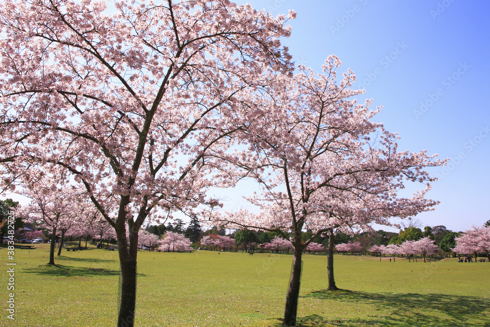 Fototapeta premium 奈良公園のサクラ、芝生