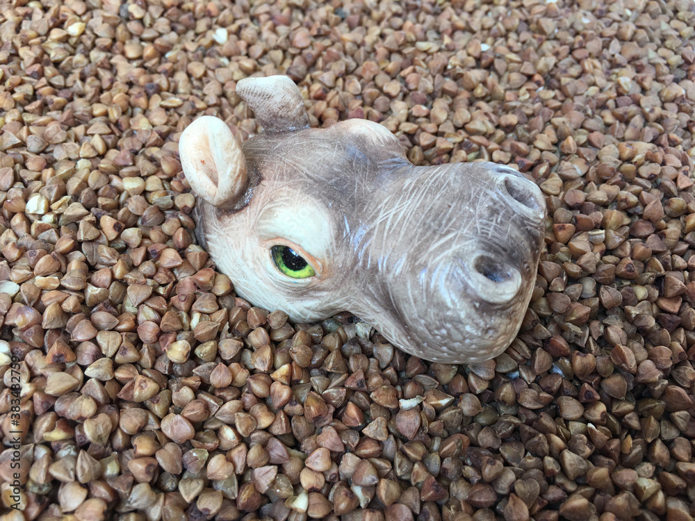 serious hypopotamus head and sea of buckwheat serious hypopotamus head and sea of buckwheat
