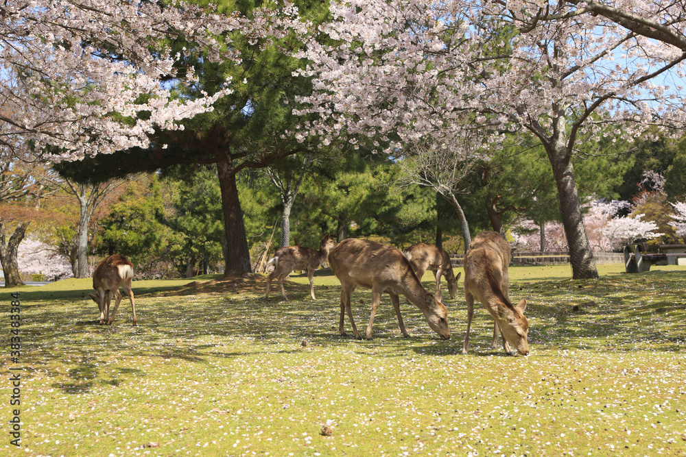 奈良公園のサクラと鹿