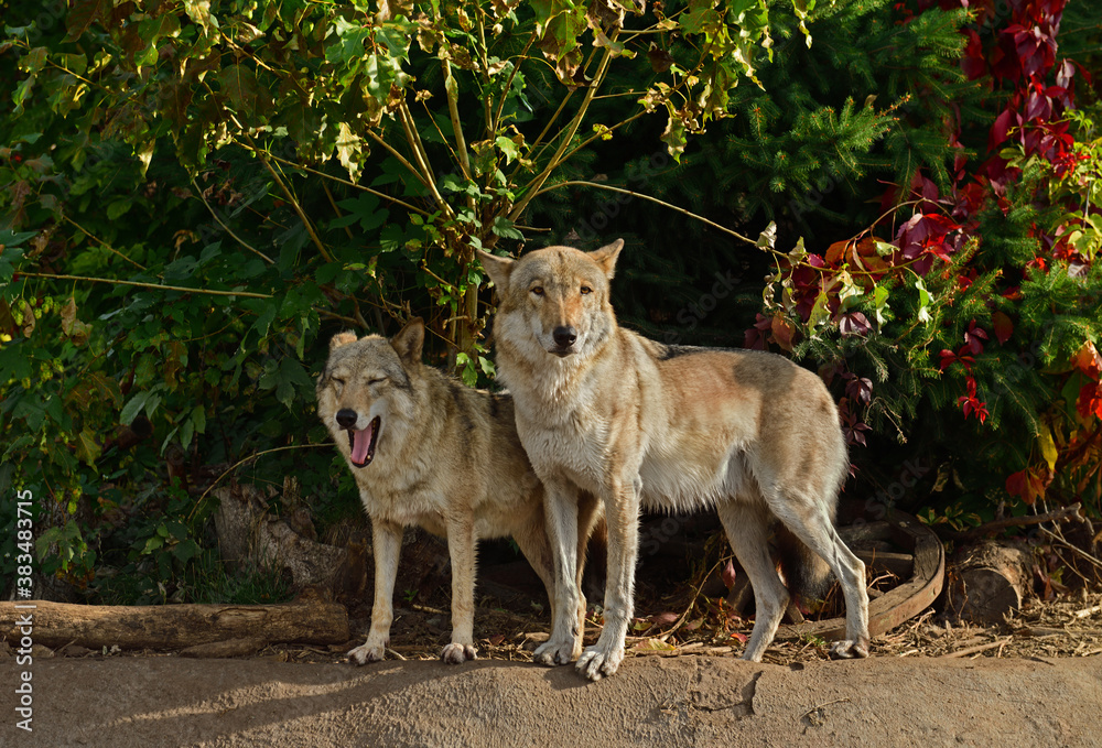Fototapeta premium Family of wolves (Canis lupus lupus) in forest in autumn. Moscow, Russia