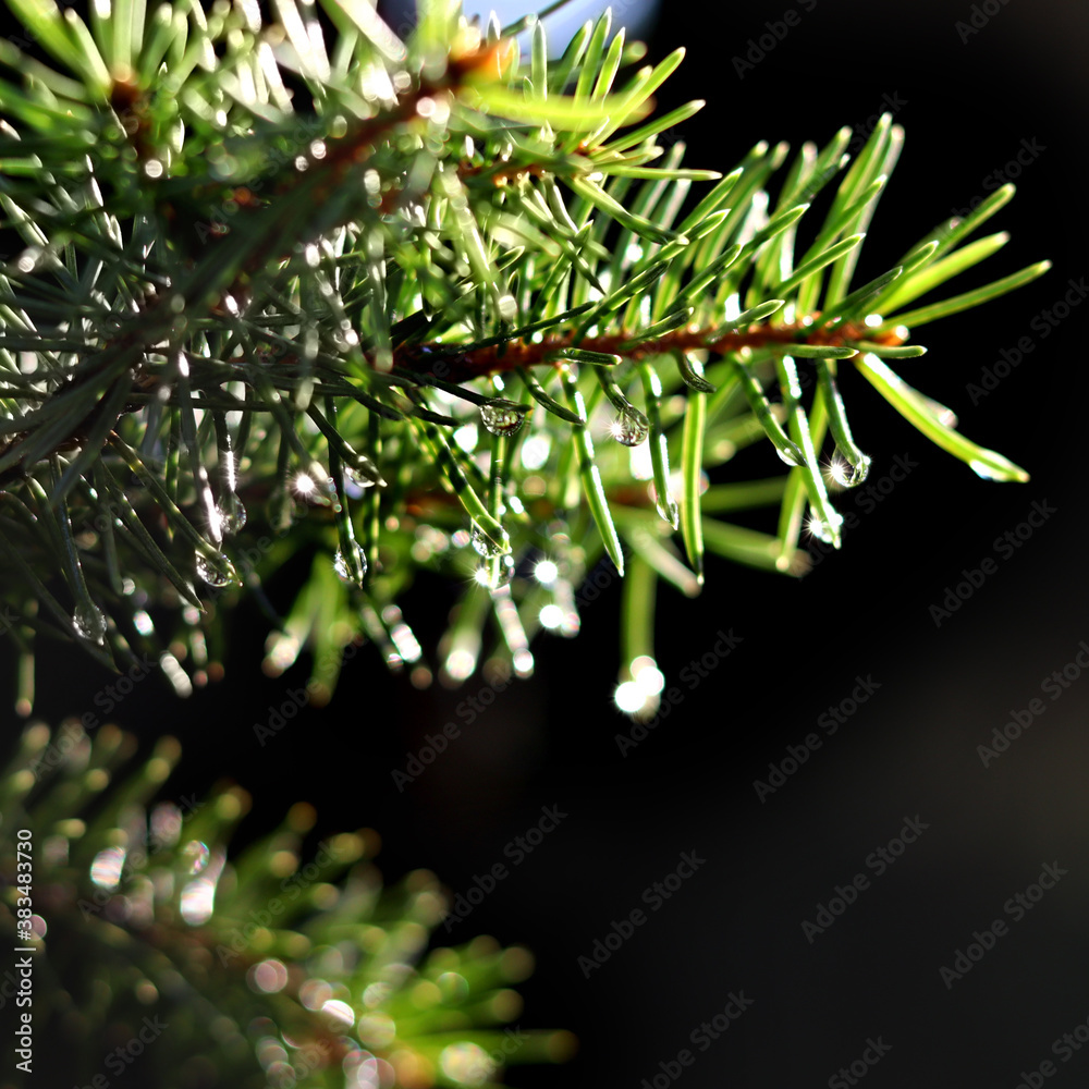 image of spruce branches in the forest close-up image of spruce branches in the forest close-up