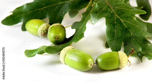 isolated image of acorns and leaves close up