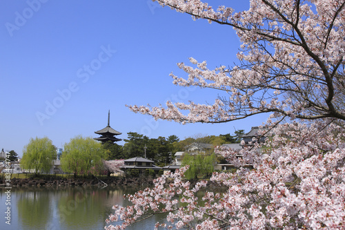 奈良、春の荒池と興福寺
