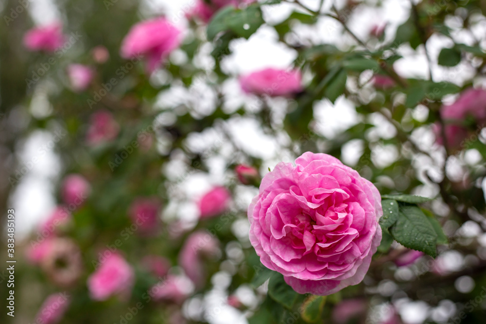 Big green bush with pink tea rose. Tea rose macro. Spring time Big green bush with pink tea rose. Tea rose macro. Spring time