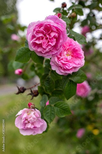 Green bush with pink tea roses, vertical orientation