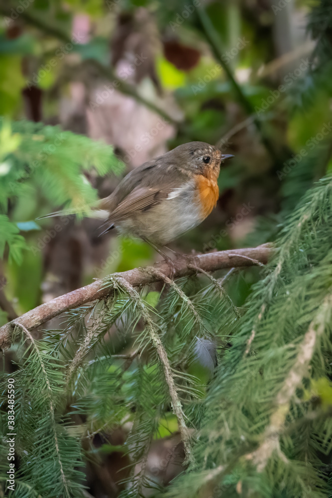 Fototapeta premium Robin on a branch. Bird on a branch