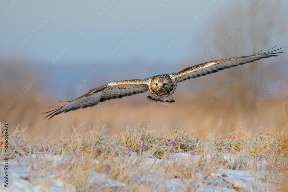 Rough-legged buzzard. Bird in flight, flying bird of prey. Buteo lagopus Rough-legged buzzard. Bird in flight, flying bird of prey. Buteo lagopus