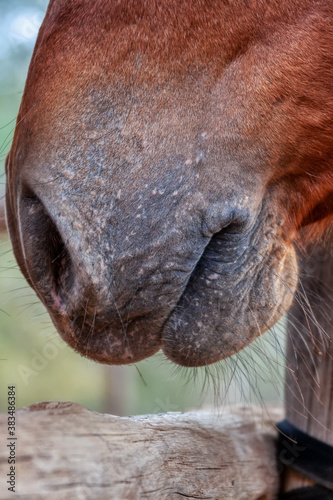 horse head