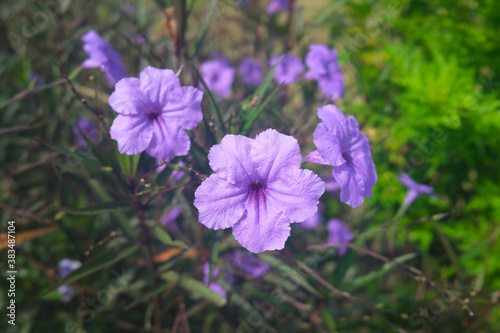 focus on beautiful purple Ruellia simplex or Mexican petunia flower with blurred background