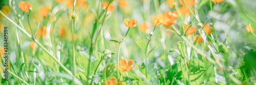 yellow flowers among greenery in the meadow selective focus blurry background