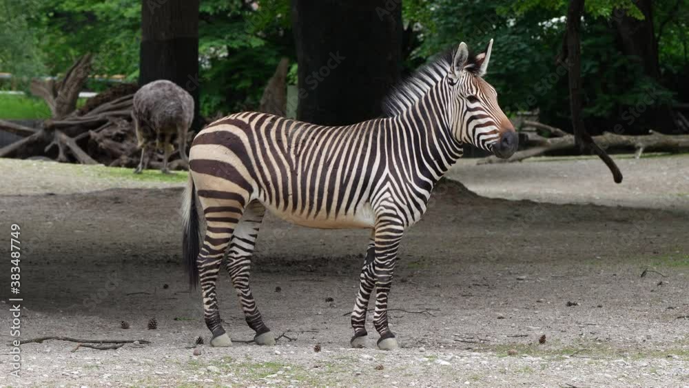 The Hartmann's mountain zebra, Equus zebra hartmannae is a subspecies of the mountain zebra found in far south-western Angola and western Namibia.