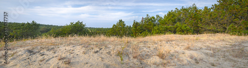 meadow with yellow grass among pine forest  panorama