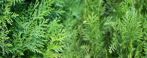 image of spruce branches close-up