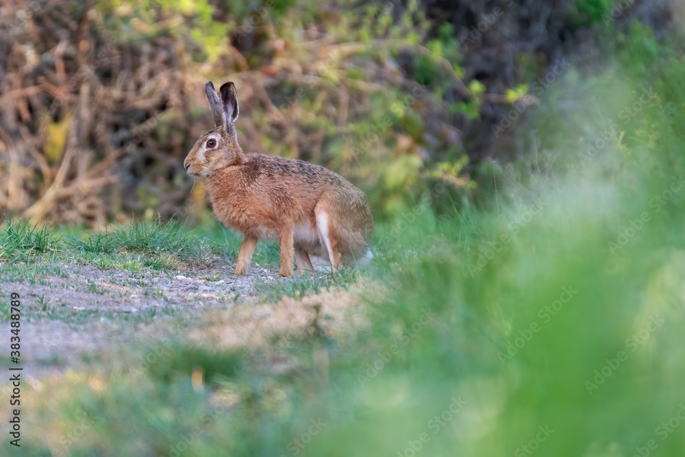 Fototapeta premium Rabbit in the meadow. Rabbit in the grass