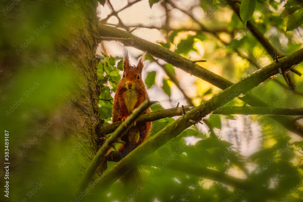 Squirrel on a tree branch Squirrel on a tree branch