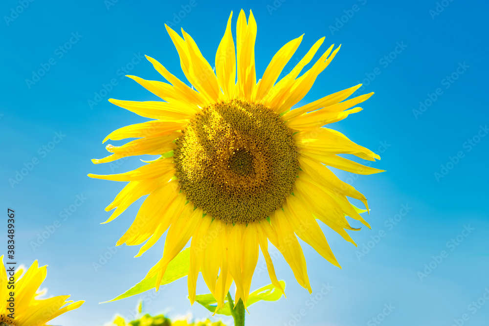 Field of yellow sunflowers with green leaves under blue sunny sky Field of yellow sunflowers with green leaves under blue sunny sky