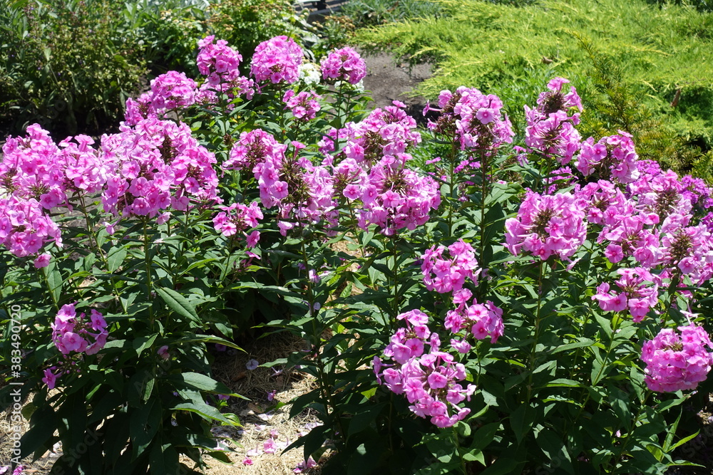 Not a few pink flowers of Phlox paniculata in July Not a few pink flowers of Phlox paniculata in July