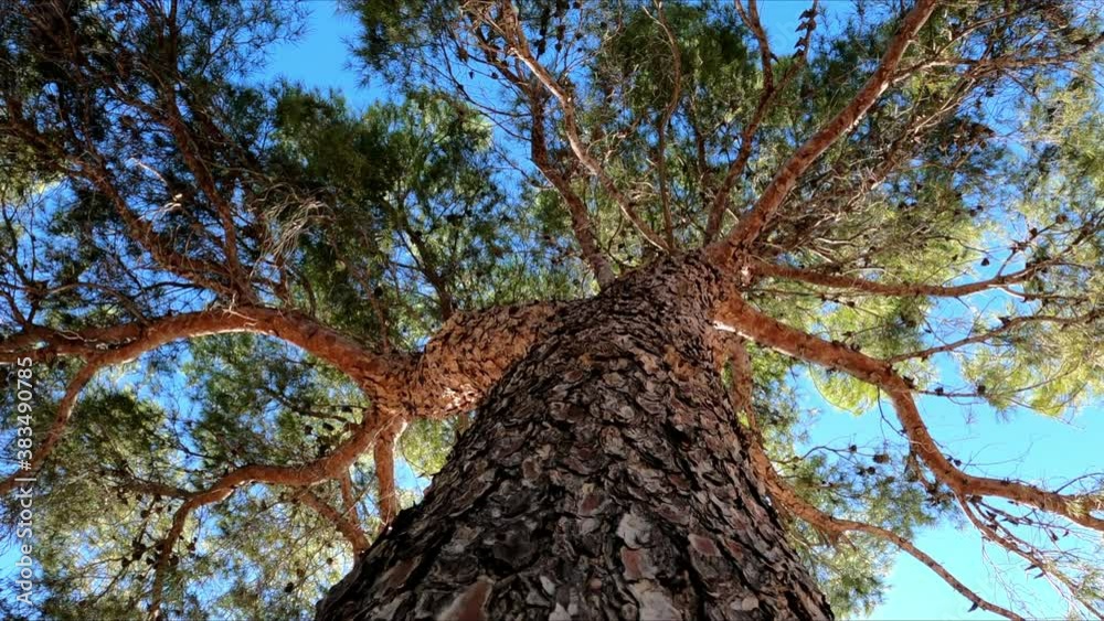 Pine tree trunk and branches from a low angle of view. Slow movement through the trunk from the top to the bottom.