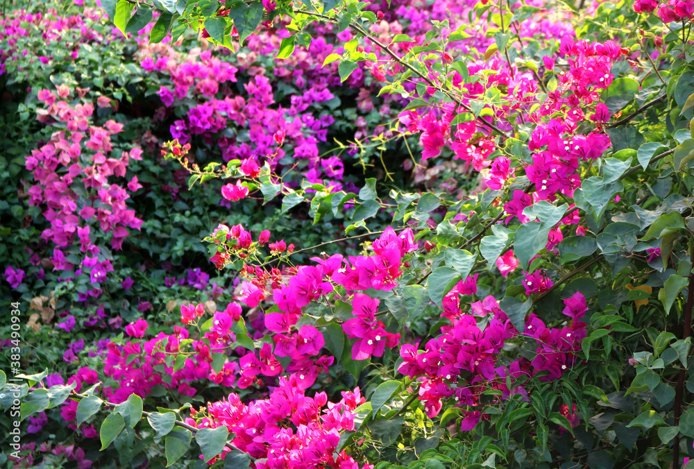 Obraz premium pink and purple wild flowers and plants blossoming in a paradise garden - beautiful spring wallpaper with floral texture