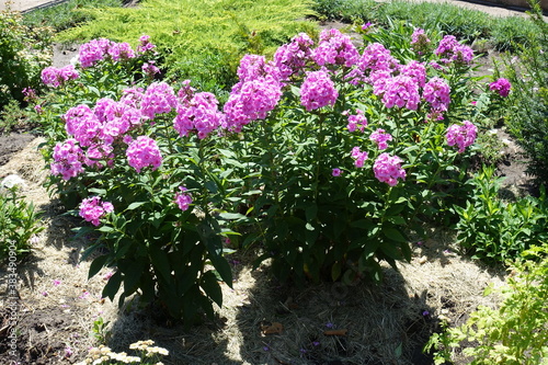 Panicles of pink flowers of Phlox paniculata in July