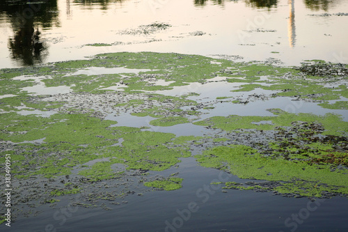 cludy water of a lake with green moss over a clean surface reflecting the landscape