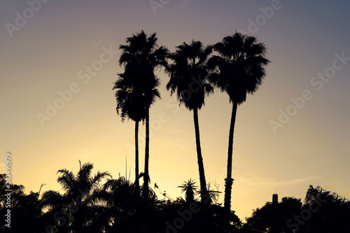 Beautiful background with silhouettes of 3 palm trees and tropical plants in a forest at sunset with golden gradient - exotic walpaper of twilight for holidays
