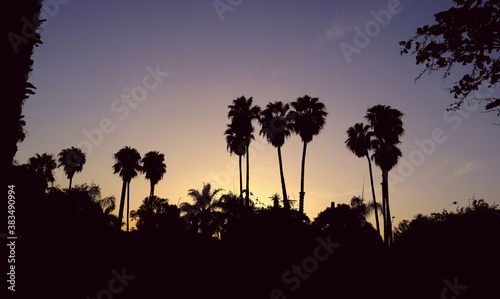 Beautiful background with silhouettes of palm trees and tropical plants in a forest at sunset with gradient blue, violet, yellow and orange - exotic walpaper of twilight for holidays