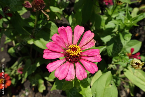 Pink flower head of Zinnia elegans from above in July © Anna