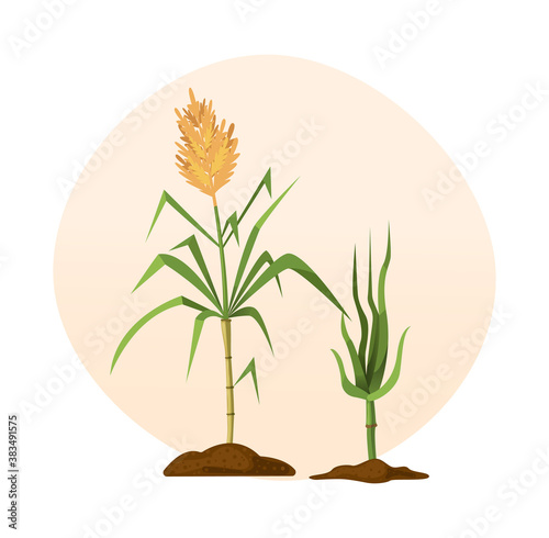 Fresh cane sugar with stem and leaf plants set. Sugarcane plants, cane sugar lumps, bamboo. Natural organic alcohol industry food cartoon
