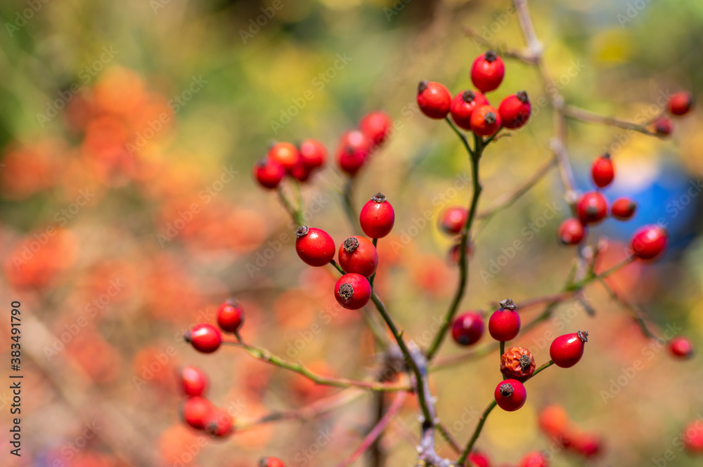 Ripened rose hips on shrub branches, red healthy fruits of Rosa canina plant, late autumn harvest