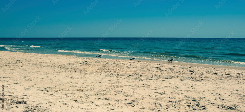 Three seagulls walk along the Black Sea coast in sunny cloudless weather