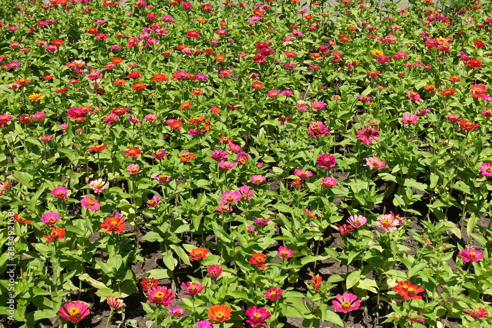 Background - colorful flowers of Zinnia elegans in July