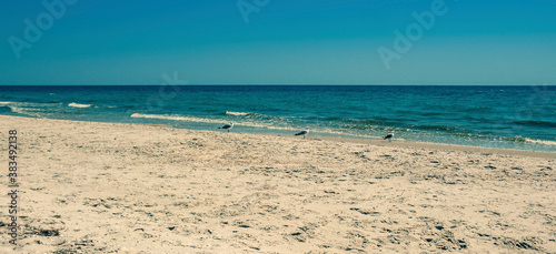 Three seagulls walk along the Black Sea coast in sunny cloudless weather