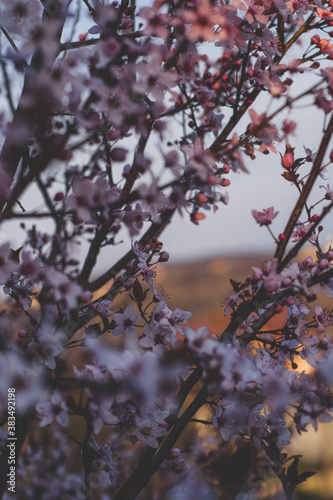 Spring flowers, colorful background, nature photo