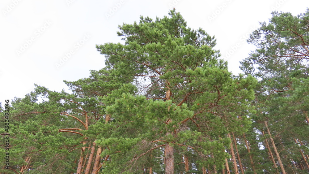 pine tree in the forest