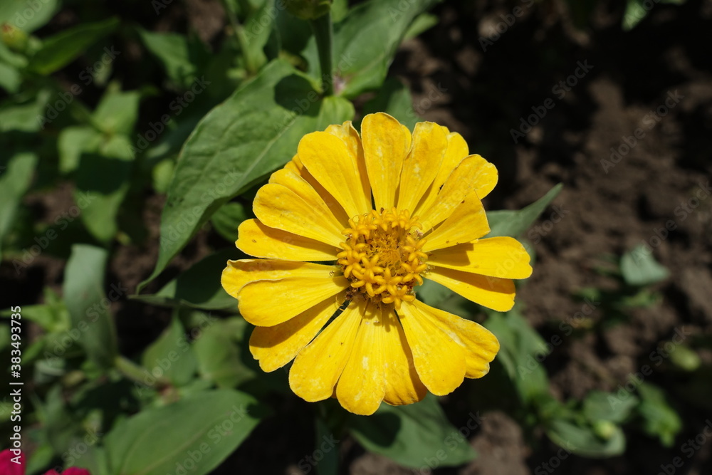 Yellow flower head of Zinnia elegans in June Yellow flower head of Zinnia elegans in June