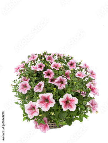Bouquet of petunias isolated on white background.