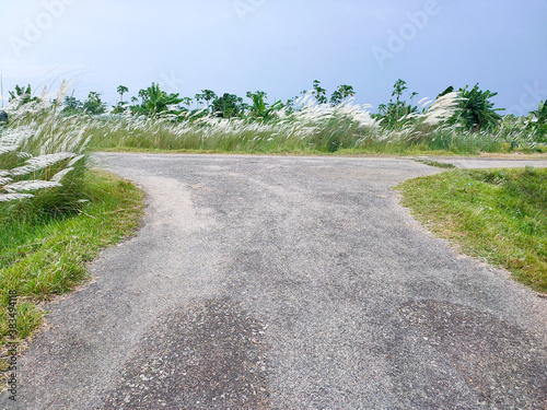 Road in a beautiful natural landscape with blue sky, green grass, and beautiful Catkin Flowers in the Background.