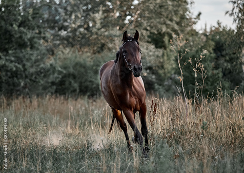 Beautiful bay horse running free © Елизавета Мяловская